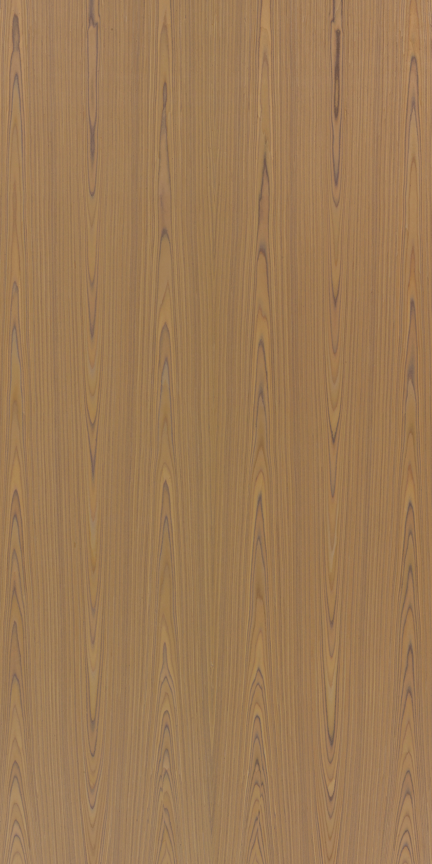 Teak Veins Crown F641 Teak 2440x1220 mm Veneer - 3.5 mm Veneers  Brown| Image 1